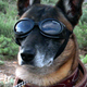 Image for article titled The Loyal Dogs Who Served Alongside Human Soldiers In War